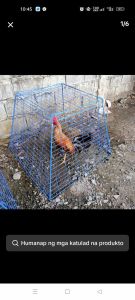 chicken scratcher cage 17 lines LIGHT BLUE 3×3×3