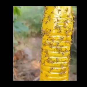 1ครั้งฆ่าแมลงวันสีทอง10000ตัว สารล่อแมลงวันทอง ยา แมลงวัน กาวดักแมลง ล่อแมลงวันทอง เมทลยูจินอล ดักจับแมลงวันทอง แมลงหวี่ น้ำยาดักแมลงวันทอง สเปรย์กาว สำหรับดักแมลงวันทอง แมลงศัตรูพืชต่างๆ