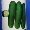 Poinsett 76 (100 grams) Cucumber Seeds / Pipino Seeds by Condor. 
