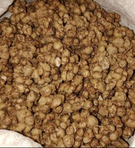 5KG PAKET HEMAT KENCUR CIAMIS /JAWA FREES LEBIH WANGI KWALITAS SUPER