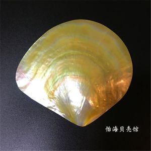 Natural Pearl Shell Polished Yellow Butterfly Shell Seafood Plate Jewelry Decoration Creative Home Decor Shell Craft