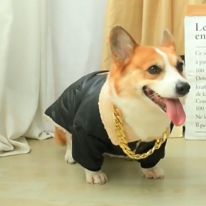 No Discoloration Dog Gold Chain Pet Chain Cat Collar Cat Accessory Fashion Pet Accessory Puppy Plastic