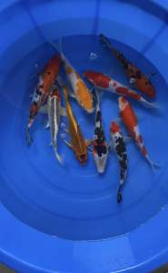 JAPAN KOI LOCAL BREED 6/7” HIGH GRADE 9pcs GOOD LUCK COMBO OFFER at 1288 + shipping 50 + FREE GIFTS ( showa kohaku tancho kujaku hariwake sanke matsuba ogon )