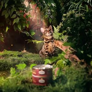 Fregate | Main Course Wet Cat Food