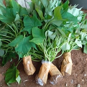 Bibit Ubi Madu Cilembu Asli Siap Tanam (Paket 10 bibit)