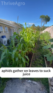 Avermectin Insecticide(5%) 100ml Insecticide Pest Control Safe No Residue pesticide for plants and vegetables