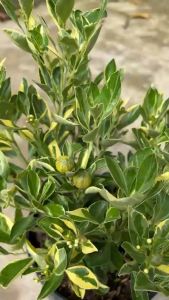 Cây Tắc cẩm Thạch ( cây Quất)