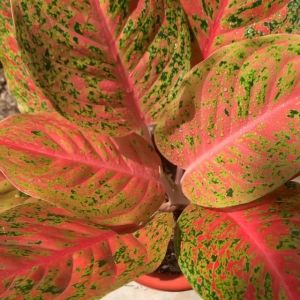 Tanaman Hias Aglonema Striptis ASLI Merah Merona