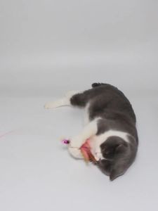 มากของไม้ตกแมวหัวขนนก สำหรับแมว & สำหรับสัตว์เลี้ยง เบ็ดตกแมว การผลิต และถูกเผยแค่หัว