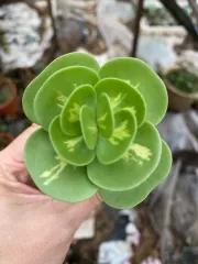 多肉植物　Echeveria 'Claudia' Rose錦 Try's Succulent 多肉屋[Ready Stock]现货克罗地亚玫瑰x Echeveria