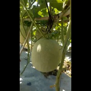 BENIH MELON NONI F1 HIBRIDA TAHAN VIRUS 40 BUTIR CAP MUTIARA BUMI