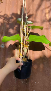 Cây Cát Đằng Lá Lớn - Hoa to đep - Dây leo cho ban công sân vườn!