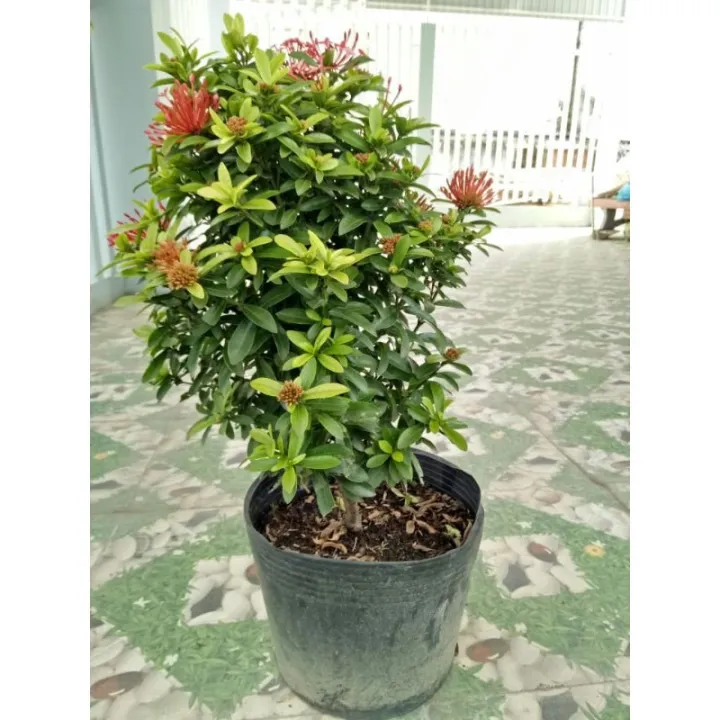 (1%20ch%E1%BA%ADu)%20c%C3%A2y%20b%C3%B4ng%20trang%20t%C3%ADm%20sen%20Th%C3%A1i%20(hoa%20m%E1%BA%ABu%20%C4%91%C6%A1n)%20-%20l%C3%A1%20nh%E1%BB%8F%20-%20Image%206