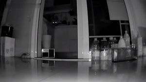 COD Máy bắt chuột liên tục nhạy cao bằng thép lớn lồng bẫy chuột bẫy chuột mồi kiểm soát dịch hại