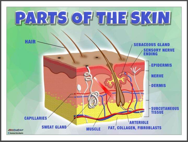 EDUCATIONAL POSTER TARPAULIN PARTS OF THE SKIN 45X60CM | Lazada PH