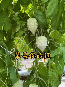 5 เมล็ดเมล็ดพันธุ์มะระแอปเปิ้ล เมล็ดมะระหวานญี่ปุ่น มะระหัวใจ สีขาว สีเขียว มะระไต้หวัน เนื้อฟูหนา