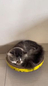 Cat Scratcher Box Cakar Model Bulat Untuk Kucing - Garukan Kucing Cat Scratcher | Cakaran Kucing | Papan Garuk Kucing | Mainan Cakar Kucing