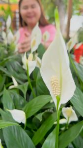 Treeno.9 T63 เดหลี (Peace Lily)  สูง 30-60 ซม.  กระถาง 4.5 นิ้ว  ไม้ประดับ ดอกสวยสีขาว ใบเขียว ช่วยฟอกอากาศ ปลูกในห้องนอนได้