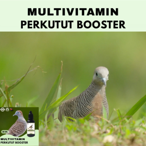 Vitamin Burung Gacor 30 ml Untuk Perkutut Vitamin Penggacor Burung Rekomendasi Burung Kicau