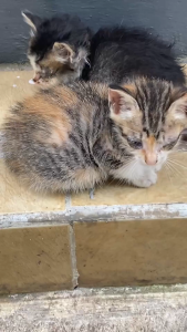 Holycatlabs Susu Bubu Buat Anabulmu Auto Gemoy 10gr Susu Kucing Mulai dari 0 Bulan