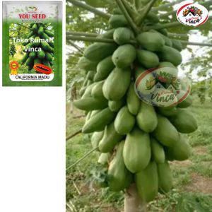 Benih Bibit Biji Tangguh Pepaya CALIFORNIA MADU YOU SEED