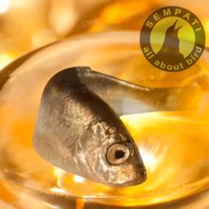 SEMPATI Minyak Ikan 100 Butir Tung Fish Tunghai Tung Hai Liver Minyak Ikan Fish Oil Vitamin Omega Bulu Kucing Anjing Kelinci Hamster Sugar Glider Minyak Ikan Pelebat Bulu Jaga Imun Hewan