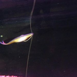 Mồi Câu Giả Spinpoler Jerk Shad Mềm 4.72 Inch Chất Liệu TPR Silicon Đuôi Chia Đôi Nhẹ Dùng Cho Câu Cá Biển Cá Vược - Gói 5 Cái