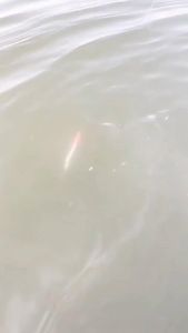 [COD&Stok Lokal] PAYOCA Umpan Pancing Tiruan Minnow Bait Suspend Ikan Kecil Submersible 5.5cm 11gram