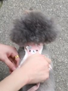 สายจูงสัตว์เลี้ยง สายจูงสุนัข แมว สายจูงแมว สายจุงแมว สายจูงแมวรัดอก สายรัดอกสุนัข สายจูงกระต่าย