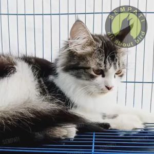 SEMPATI Sangkar Kandang Umbaran Kucing Size Large L 61x42x40cm Ekonomis Fullset Free 2 Cepuk Plus Tatakan Tangkringan Sangkar Burung Lovebird Kenari Kandang Hewan Kucing Anjing Kelinci Hamster