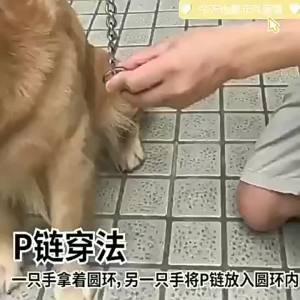 Adjustable Stainless Steel Twist Chain Choke Collar for Dogs - Rust-Resistant Training Collar for Small Medium Large Breeds