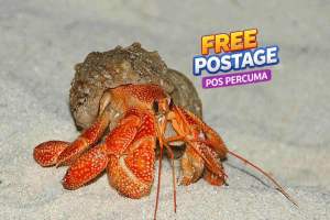 strawberry land hermit crab (coenobita perlatus)