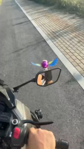 Wind-Powered Flying Bird Ornament | Cute Car & Motorcycle Decor