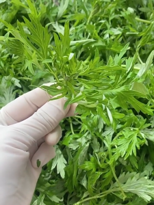 Wild mugwort seeds are edible and medicinal 野生艾草种子可食用药用 Four season planting of mosquito repellent mugwort leaves potted vegetable seeds四季种植驱蚊草艾叶籽盆栽蔬菜籽