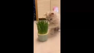 2 Types Pet Cat Grass Rumput Kucing Seed Organic Wheatgrass Cat Snacks Hairball Solution