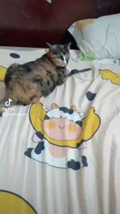 Ống cỏ bạc hà - cỏ Capnit Size lớn dành cho Mèo - cỏ mèo - thơm ngon - hỗ trợ tiêu hóa