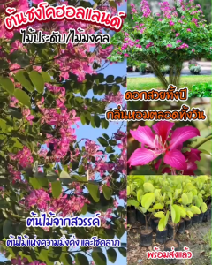 ต้นชงโคฮอลแลนด์ สูง 40–50 ซม. ดอกใหญ่สีม่วงชมพู ดอกบานแน่นเต็มต้น โตเร็ว ทนแดด ปลูกง่าย