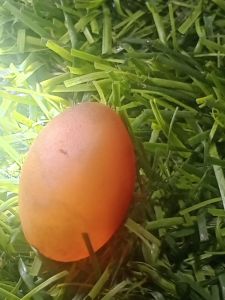 getah katilayu fosil