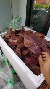 ส่งด่วน ปรับสภาพน้ำ เกรด A+++ ใบหูกวางตากแห้ง เร่งสีปลากัด