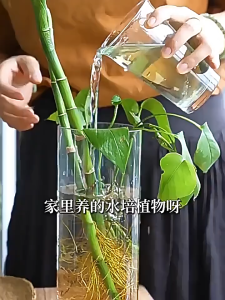 Tablet Penjernih Air Tanaman 110g | 水培植物净水保鲜片110g | Hydroponic Plant Water Purifier Tablets 110g