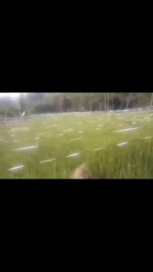 Tali Pertanian (TALI PERAK) Untuk usir burung Sawah Panjang 800 Meter lebih berkilau