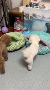 Cat Bed Pet Mattress Warm Soft Plush Pet Bed with Cover Round  Cat Dog  Sleeping Nest Cave for Small Dogs kitten