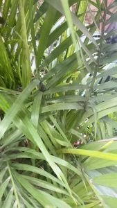 Góc Sân Và Khoảng Trời (khổ nhỏ)