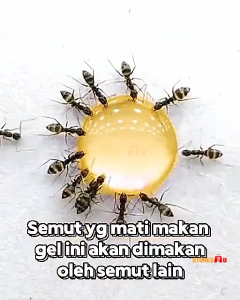 MANGZOR Ant Gel Bait 10g Ant Killer Trap Low Toxicity Pest Control Gel for Home Indoor Use
