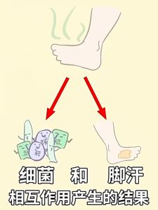 12pcs Shoe Deodorizer Sticker Shoe Deodorant Sticker Kasut Deodoran