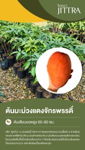 จิตตรา ต้นพันธุ์มะม่วงแดงจักรพรรดิ์ เสียบยอดสูง 60-80 cm ปลูกปีเดียวติดลูก พร้อมส่ง เครมฟรี ต้นพันธุ์ผลไม้ ต้นเตี้ย ผลดก