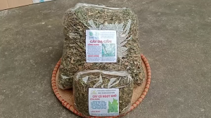 100g cây dạ cẩm sấy khô TẶNG 50G CỎ NGỌT