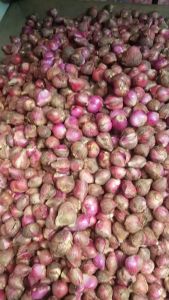 Bawang MERAH BREBES SEDANG - 500 Gram -LPJ