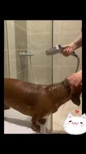 sữa tắm chlorhexidine 4% trị nấm da viêm da cho chó mèo [  chai chiết ]