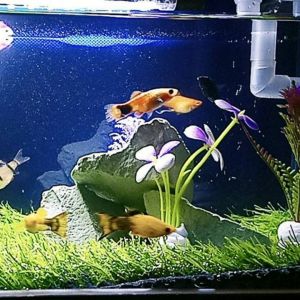 Rumput Sintetis Aquarium Ukuran 60x30 cm Dekorasikan Aquascape Murah Aman untuk Ikan